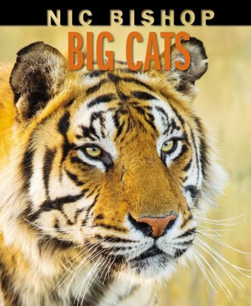 Cover for Nic Bishop · Nic Bishop Big Cats (Hardcover bog) (2019)