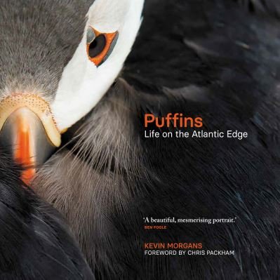 Cover for Kevin Morgans · Puffins: Life on the Atlantic Edge (Innbunden bok) (2022)