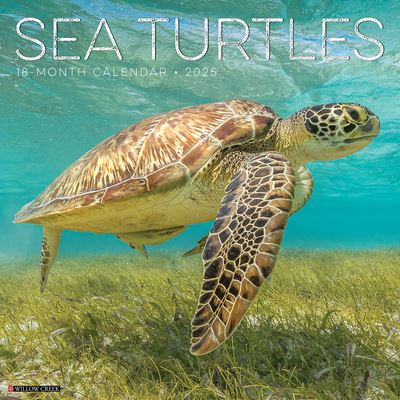 Cover for Willow Creek Press · Sea Turtles 2025 12 X 12 Wall Calendar (Calendar) (2024)