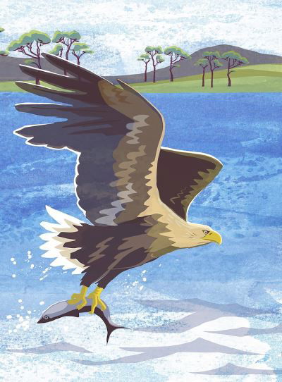 Nature Notebook: Sea Eagle (Skrivemateriell) (2024)