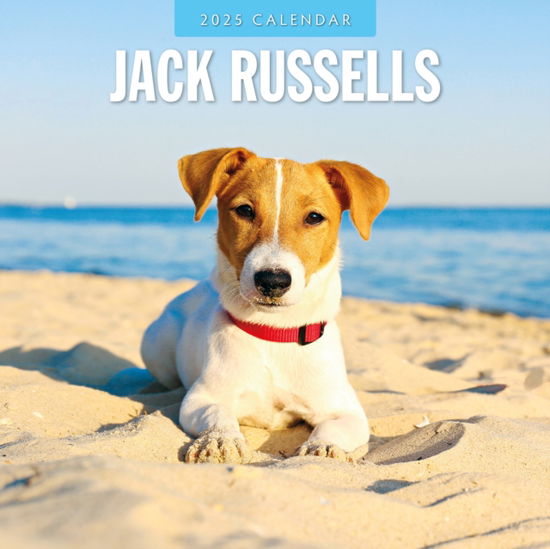 Cover for Red Robin · Jack Russells 2025 Square Wall Calendar (Paperback Book) (2024)