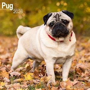 Cover for Pug Calendar 2026  Square Dog Breed Wall Calendar - 16 Month (Calendar) (2025)