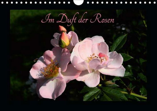 Cover for Saal · Im Duft der Rosen (Wandkalender 20 (Book)