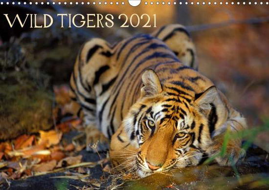 Cover for Sierra · Wild Tigers 2021 (Wall Calendar (Book)