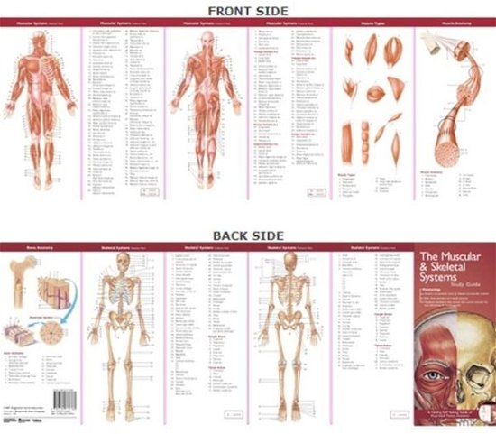 Cover for Acc · Anatomical Chart Company's Illustrated Pocket Anatomy: The Muscular &amp; Skeletal Systems Study Guide - Anatomical Chart Company's Illustrated Pocket Anatomy (Map) (2007)