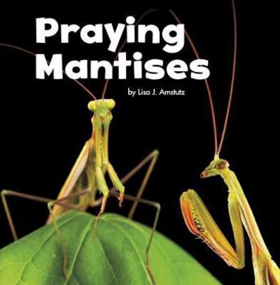 Cover for Lisa J. Amstutz · Praying Mantises - Little Critters (Hardcover Book) (2017)