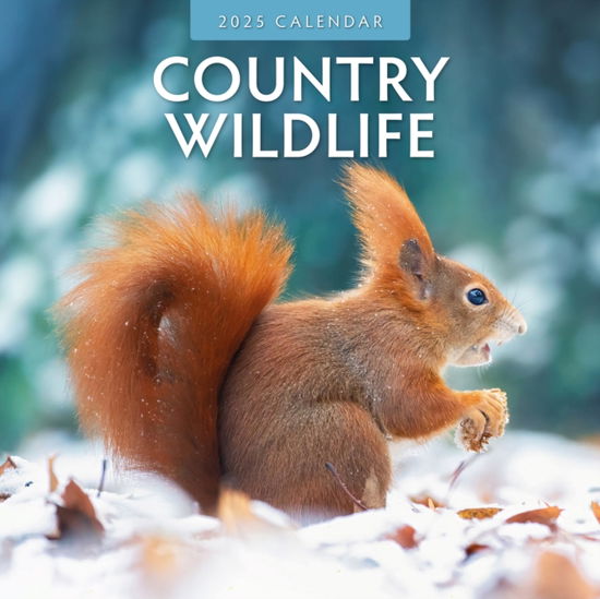 Cover for Red Robin · Country Wildlife 2025 Square Wall Calendar (Paperback Book) (2024)