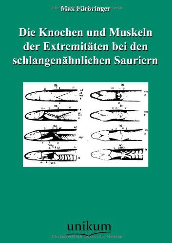 Cover for Max Fürbringer · Die Knochen Und Muskeln Der Extremitäten Bei den Schlangenähnlichen Sauriern (Paperback Book) [German edition] (2012)