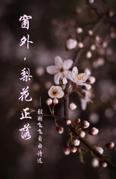 Cover for Qing Yu Fei Fei · Pear Blossoms (Paperback Book) (2017)