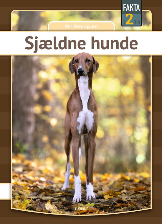 Cover for Per Østergaard · Fakta 2: Sjældne hunde (Innbunden bok) [1. utgave] (2024)