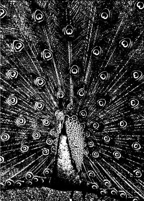 Cover for Merzbow · Merzphysics (CD) [Japan Import edition] (2012)