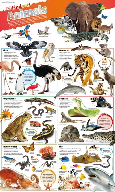 Cover for Dk · DKfindout! Animals Poster - DKfindout! (Landkart) (2017)