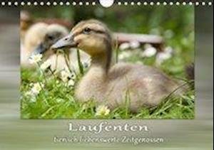 Cover for Storm · Laufenten - tierisch liebenswerte (Bog)