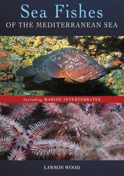 Sea Fishes Of The Mediterranean Including Marine Invertebrates - Wood Lawson - Other - Bloomsbury Publishing PLC - 9781472921789 - June 18, 2015