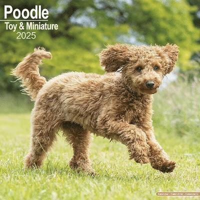 Cover for Poodle (Toy &amp; Miniature) Calendar 2025 Square Dog Breed Wall Calendar - 16 Month (Kalender) (2024)