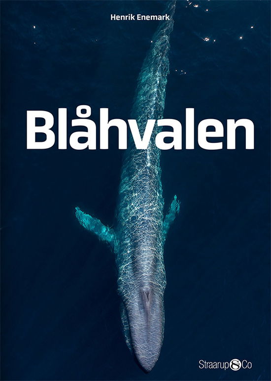 Cover for Henrik Enemark · Midi: Blåhvalen (Gebundenes Buch) [1. Ausgabe] (2019)