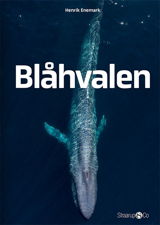 Cover for Henrik Enemark · Midi: Blåhvalen (Innbunden bok) [1. utgave] (2019)