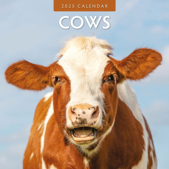 Cover for Red Robin · Cows 2025 Square Wall Calendar (Paperback Book) (2024)