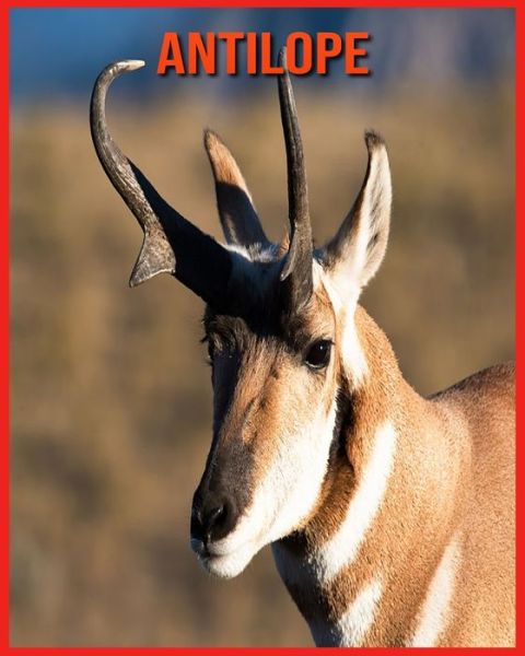 Cover for Linda Davis · Antilope (Paperback Book) (2021)