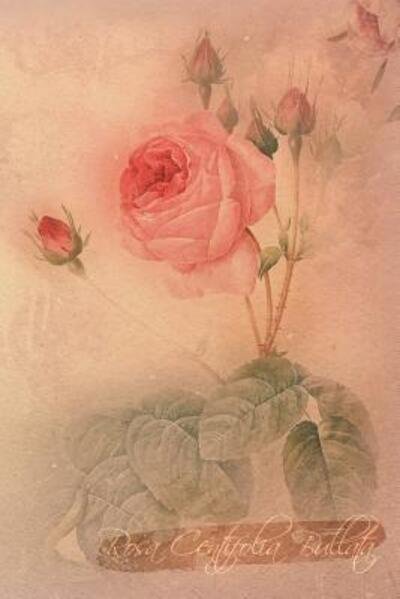 Cover for Coming Up Roses · Rosa Centifolia Bullata (Taschenbuch) (2019)