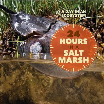 Cover for Christy Peterson · 24 Hours in a Salt Marsh (Hardcover Book) (2017)