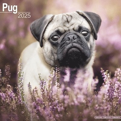 Cover for Pug Calendar 2025 Square Dog Breed Wall Calendar - 16 Month (Kalender) (2024)