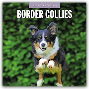 Cover for Red Robin · Border Collies 2026 Square Wall Calendar (Paperback Book) (2025)