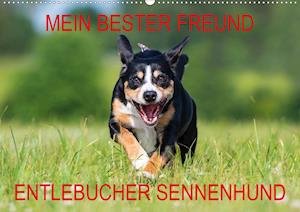 Cover for N · Mein bester Freund - Entlebucher Senn (Book)