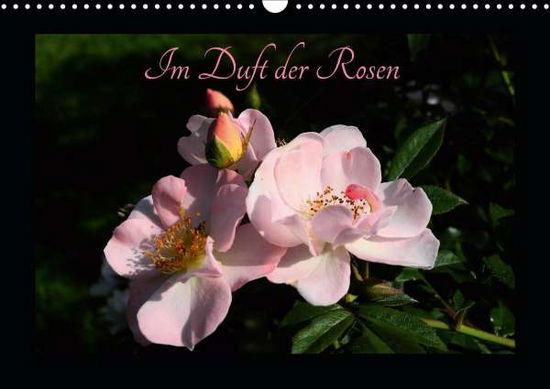 Cover for Saal · Im Duft der Rosen (Wandkalender 20 (Book)