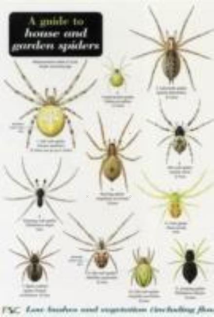 Cover for Richard Lewington · A Guide to House and Garden Spiders (Pamphlet) (2002)