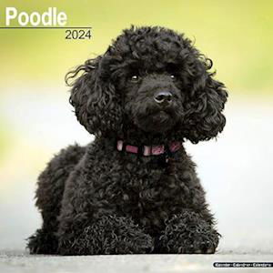 Cover for Poodle Calendar 2024  Square Dog Breed Wall Calendar - 16 Month (Kalender) (2023)