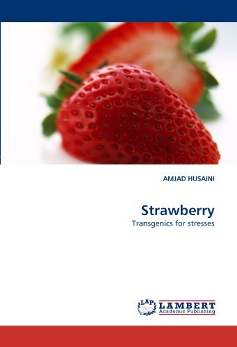 Cover for Amjad Husaini · Strawberry: Transgenics for Stresses (Paperback Book) (2010)