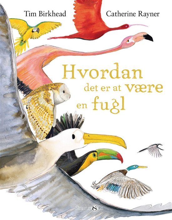 Cover for Tim Birkhead · Hvordan det er at være en fugl (Hardcover Book) [1.º edición] (2023)