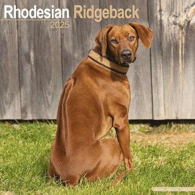 Cover for Rhodesian Ridgeback Calendar 2025 Square Dog Breed Wall Calendar - 16 Month (Kalender) (2024)