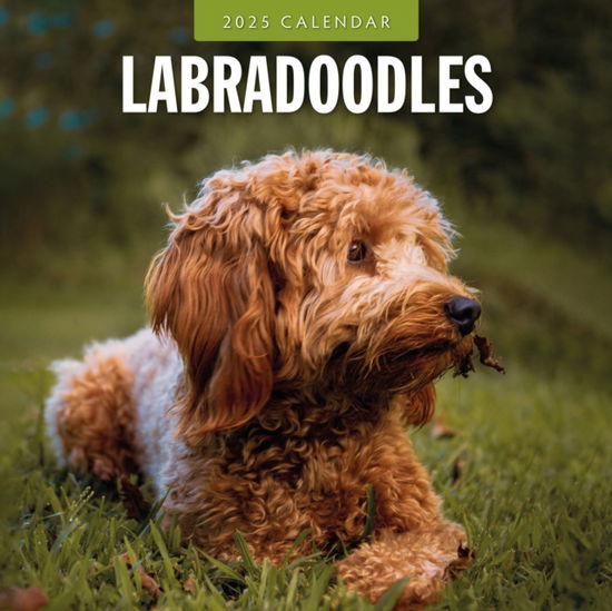 Cover for Red Robin · Labradoodles 2025 Square Wall Calendar (Paperback Bog) (2024)