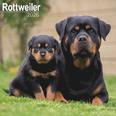 Cover for Rottweiler Calendar 2026  Square Dog Breed Wall Calendar - 16 Month (Calendar) (2025)