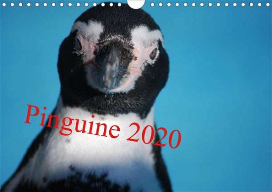 Cover for Groos · Pinguine 2020 (Wandkalender 2020 (Bog)