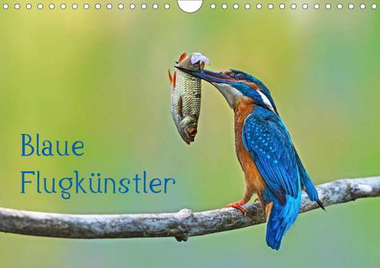 Cover for Oldani · Blaue Flugkünstler (Wandkalender (Book)