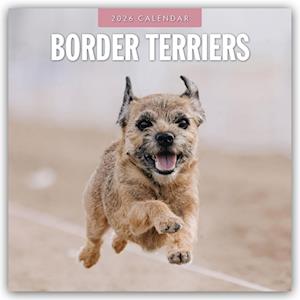 Cover for Red Robin · Border Terriers 2026 Square Wall Calendar (Paperback Book) (2025)