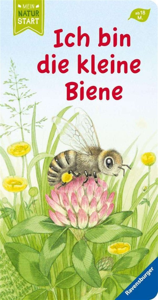 Cover for Sandra Grimm · Ich bin die kleine Biene (Legetøj)