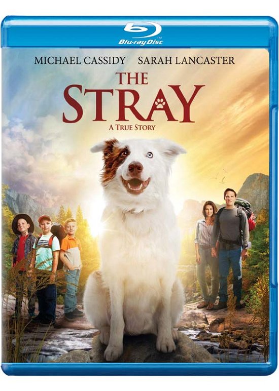 Cover for Stray (Blu-ray) (2019)