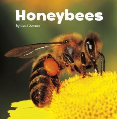 Cover for Lisa J. Amstutz · Honeybees - Little Critters (Paperback Book) (2018)