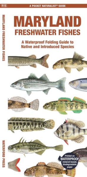 Cover for Matthew Morris Matthew Morris · Maryland Freshwater Fishes: A Folding Guide to Native and Introduced Species - Pocket Naturalist Guide (Pamphlet) (2024)