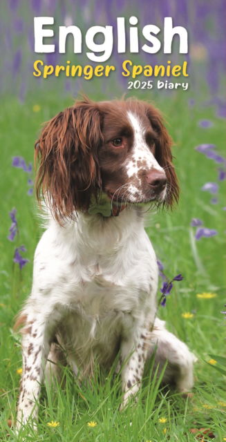 English Springer Spaniels Slim Diary 2025 - Carousel Calendars - Książki - Carousel Calendars - 9781804605806 - 23 sierpnia 2024