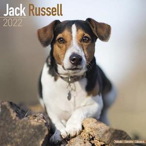 Cover for Kalender · Jack Russell 2022 Wall Calendar (Calendar) (2021)