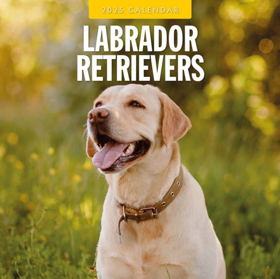 Cover for Red Robin · Labrador Retrievers 2025 Square Wall Calendar (Pocketbok) (2024)