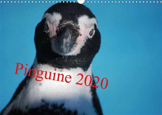 Cover for Groos · Pinguine 2020 (Wandkalender 2020 (Bog)