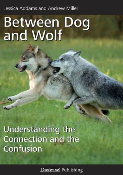Between Dog and Wolf: Understanding the Connection and the Confusion - Andrew Miller - Kirjat - Dogwise Publishing - 9781617812811 - maanantai 21. marraskuuta 2011