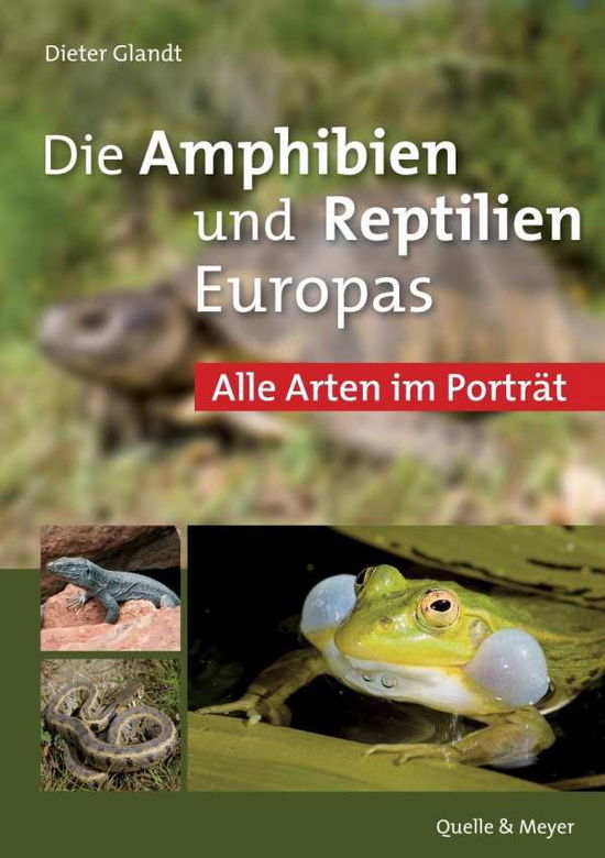 Cover for Glandt · Amphibien und Reptilien Europas (Book)