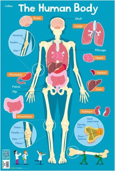 Human Body - Collins Children’s Poster - Collins Kids - Bøker - HarperCollins Publishers - 9780008304812 - 28. juni 2018